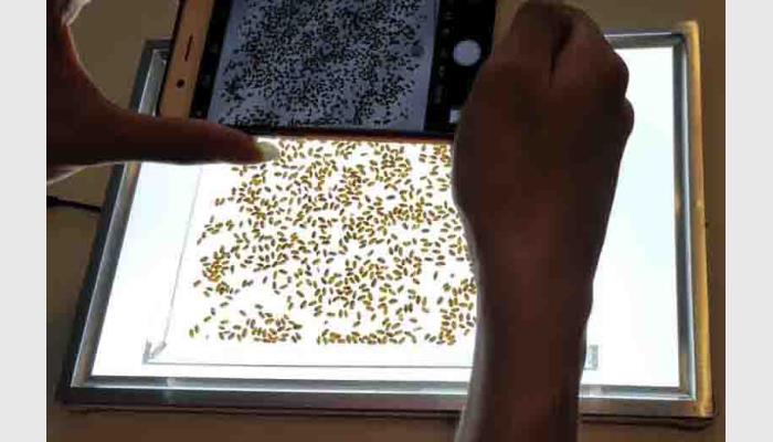 SC-H手机拍照款种子数粒仪，自动计数仪。用于快速便捷地自动计数种子等的数量。